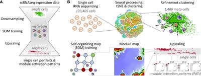 Transcriptional states of CAR-T infusion relate to neurotoxicity – lessons from high-resolution single-cell SOM expression portraying